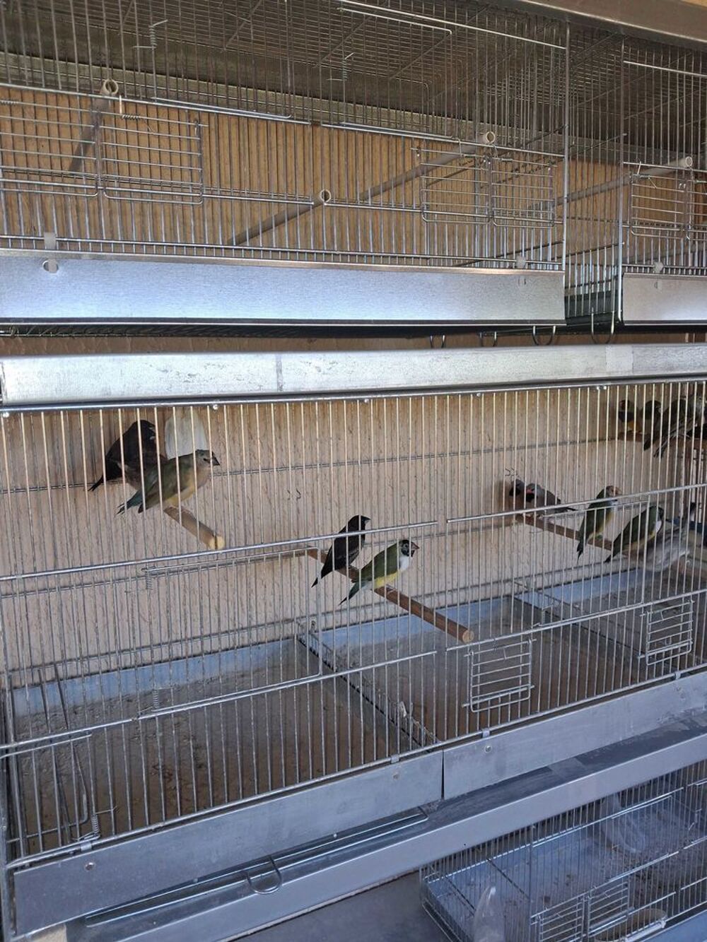 Don oiseaux Sports