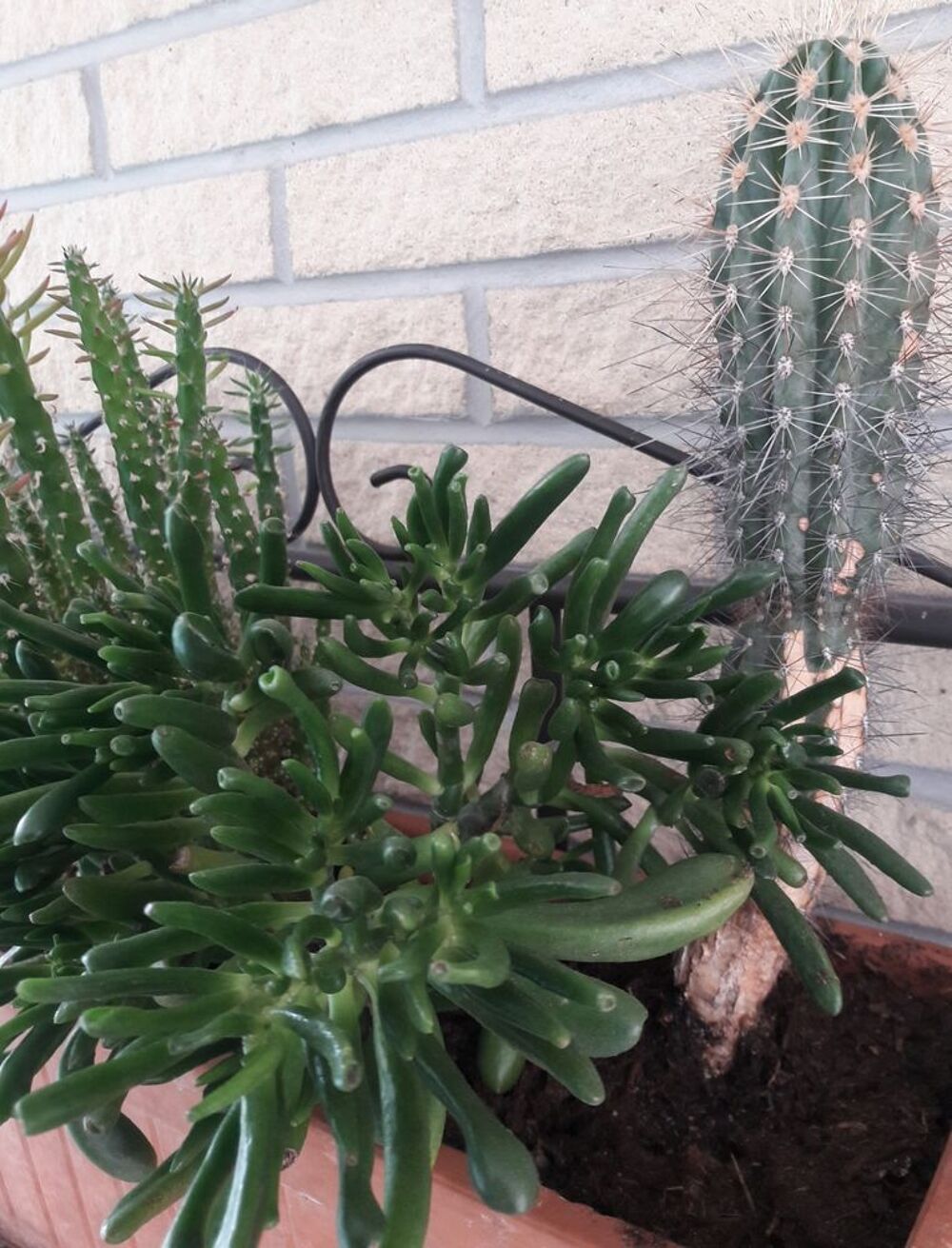 Jardini&egrave;re avec 4 cactus Décoration