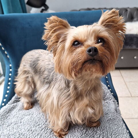 A placer femelle yorkshire 0 95340 Persan