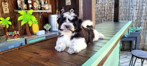 CHIOT MORKIE m&acirc;le ( bichon maltais x yorkshire)  600 41700 Le controis-en-sologne