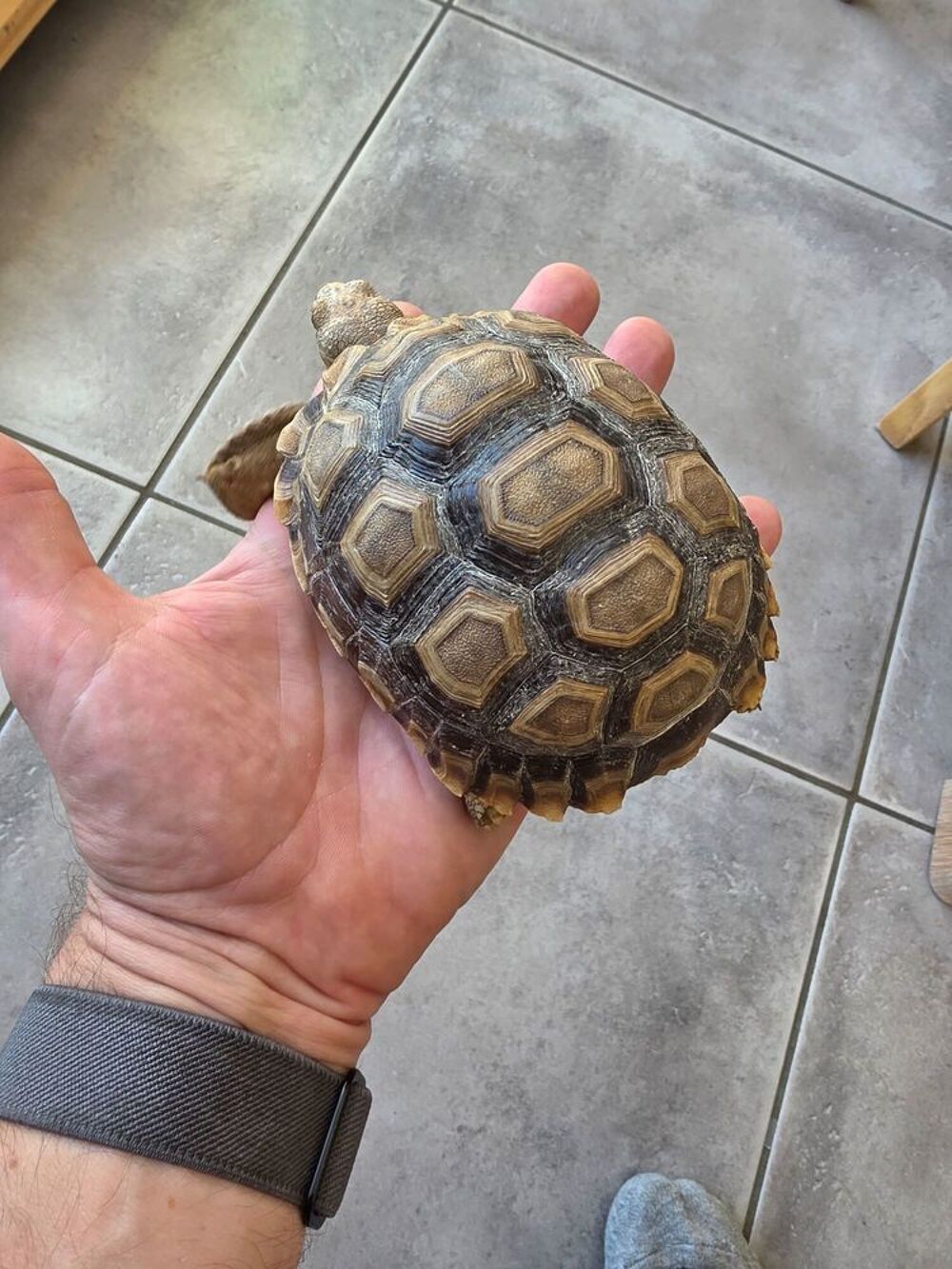   Tortue sulcata  