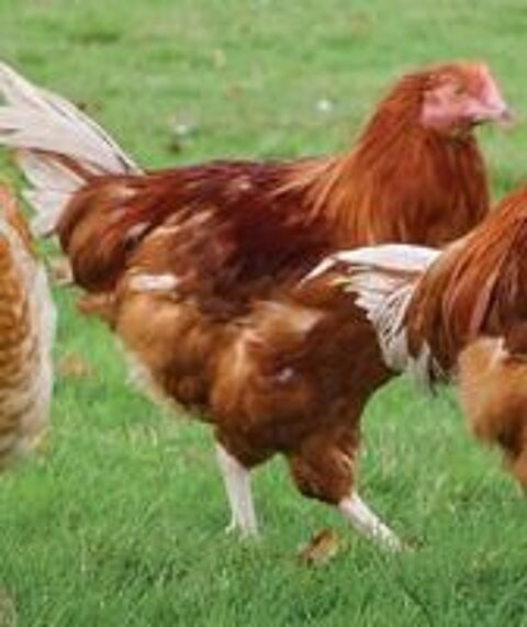   Poulets de chair  