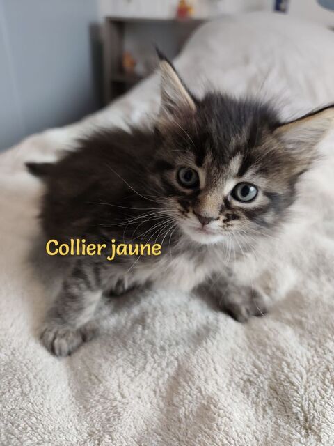 Chatons Maine coon LOOF Lign&eacute;e Shaded 1400 85230 Saint-urbain
