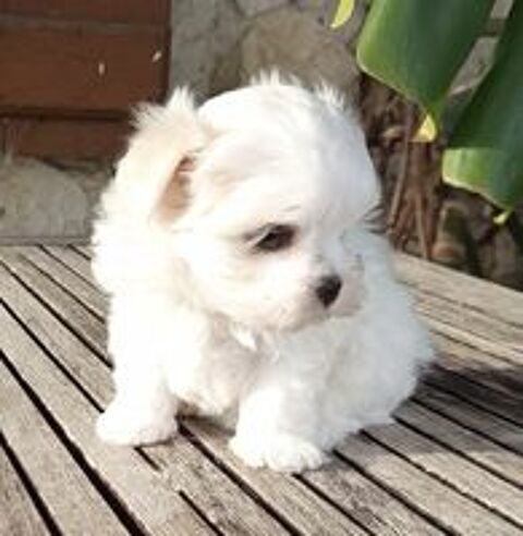   Magnifique femelle type bichon maltais de petit gabarit 