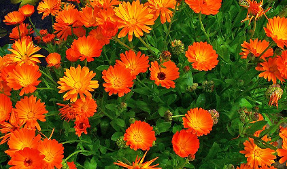 Graines de soucis Jardin