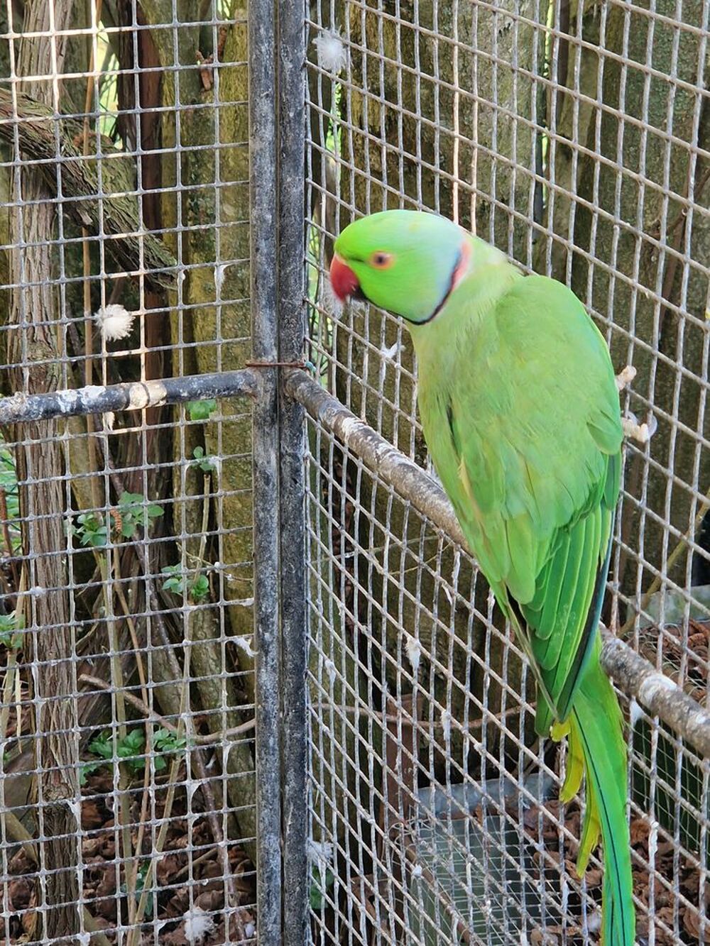   Mâle perruche à collier verte de 3 ans 