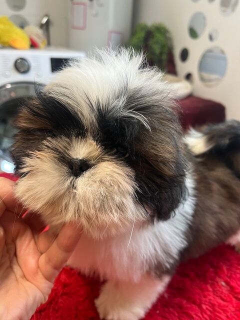 Magnifique chiot shih tzu m&acirc;le LOF 950 58350 Nannay