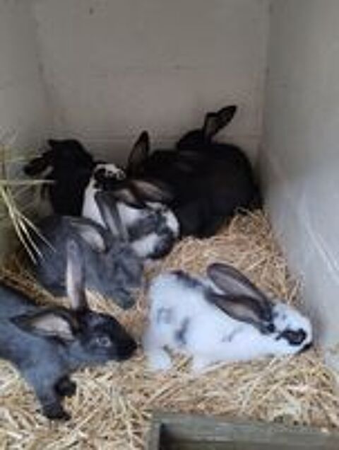   Lapins race papillon  