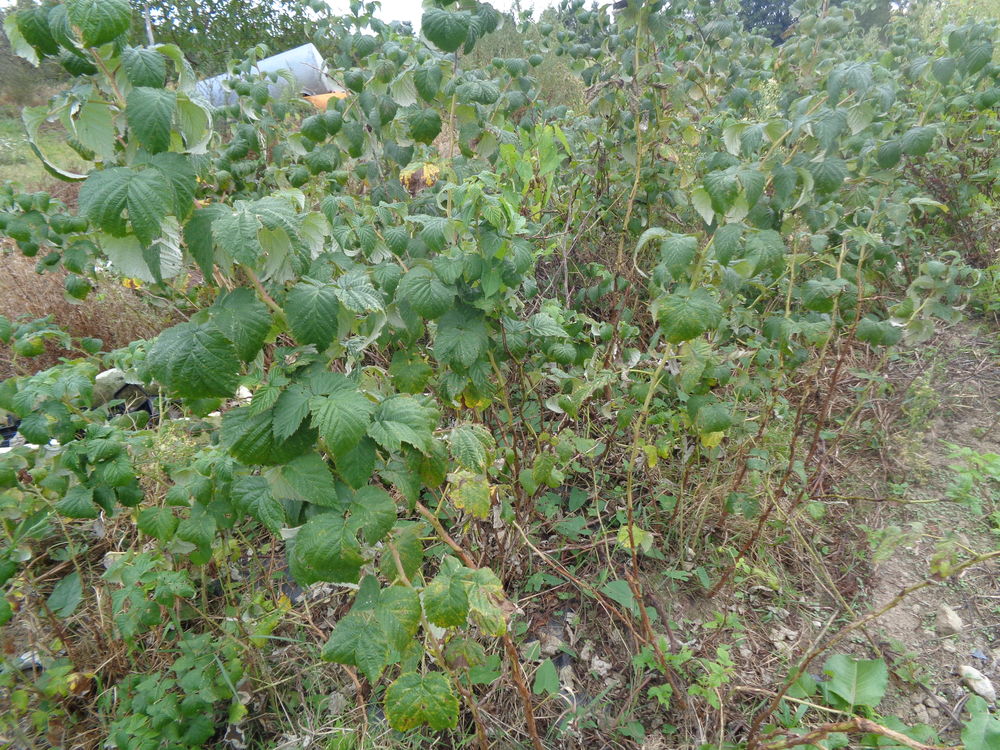 framboisiers Jardin
