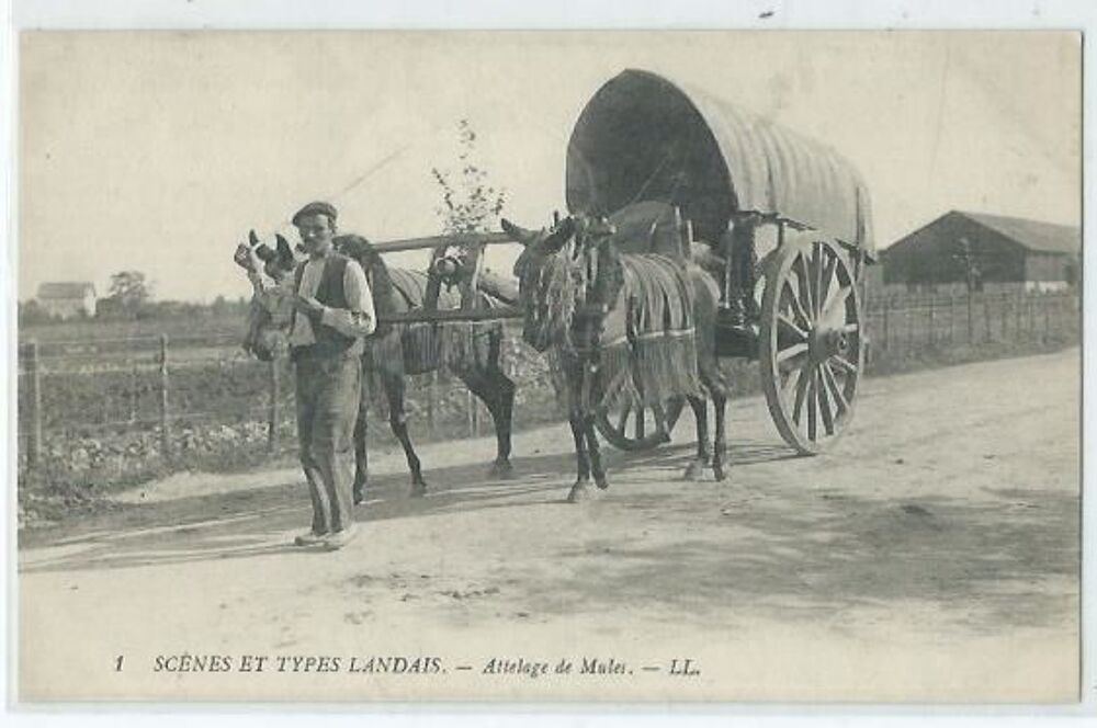 Scenes et types landais attelages de mules 