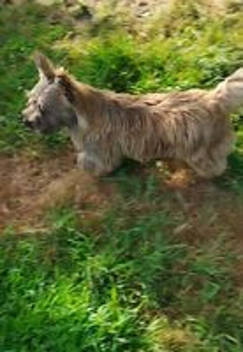   Magnifique cairn terrier  