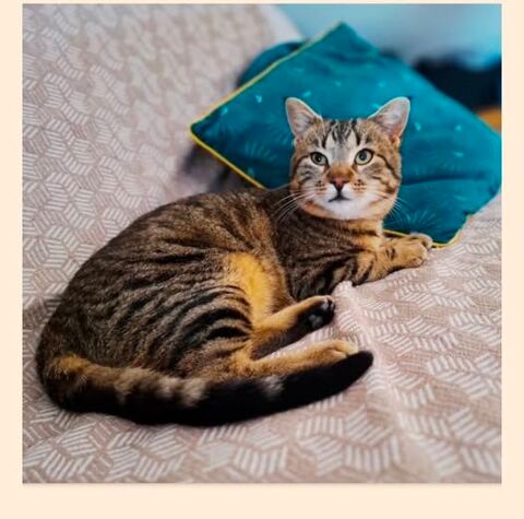 Chat NOUGAT &agrave; l adoption 180 26200 Mont�limar