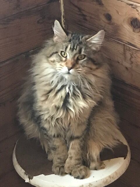 Chatons maine coon inscrits au LOOF 780 84700 Sorgues