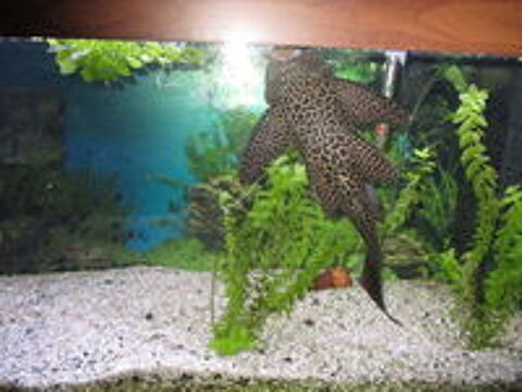   poisson hypostomus pl�costomus 