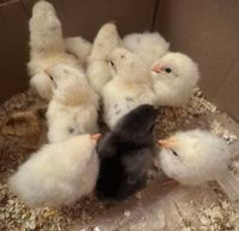   Poussins nés le 6 juin 