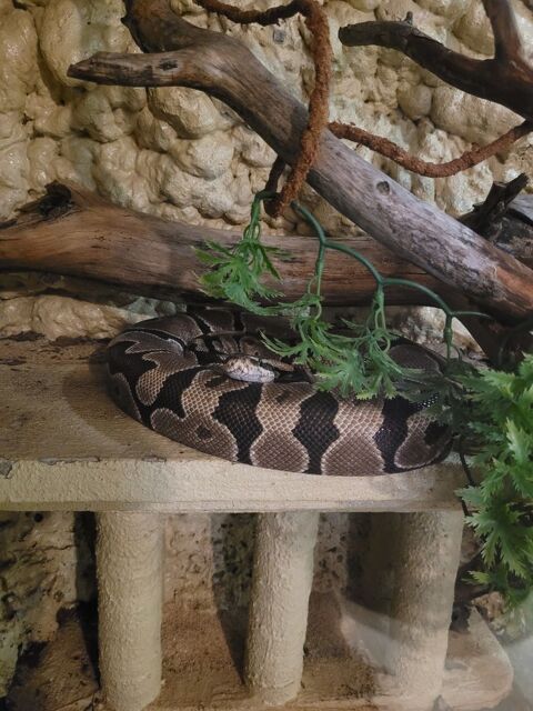 python royal femelle 2013 100 70230 Filain