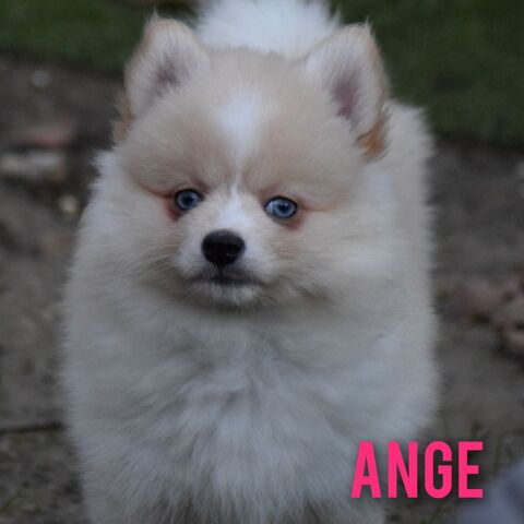 Chiots pomsky F4  1600 07170 Mirabel
