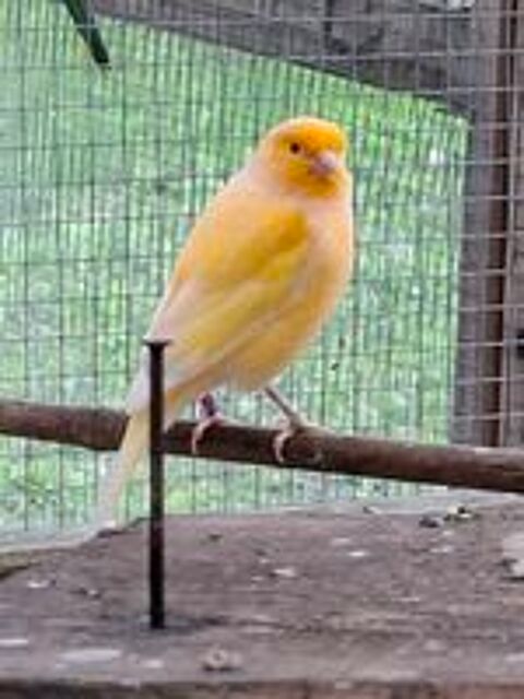   2 mâles canaris  