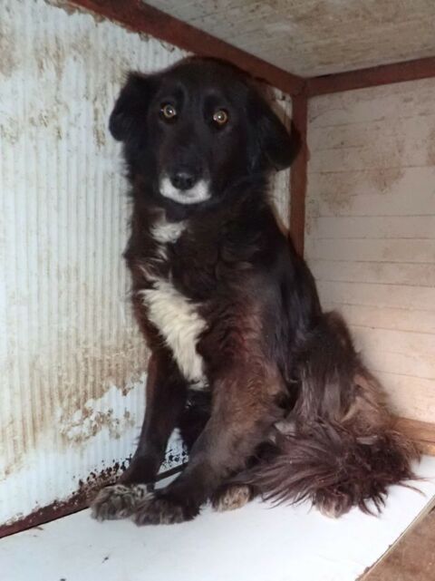 Priya &agrave; l'adoption 200 36000 Ch�teauroux