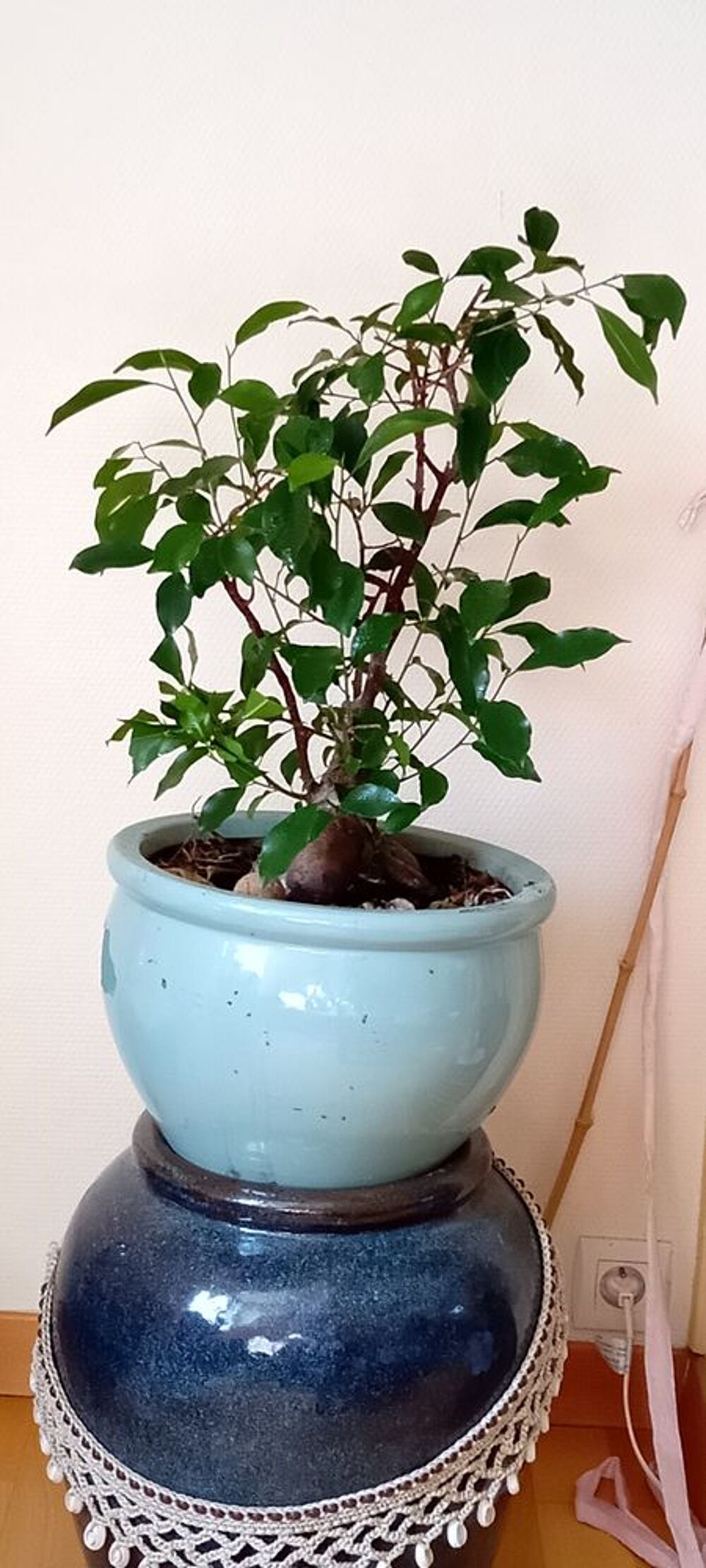 Plantes d'int&eacute;rieur Décoration