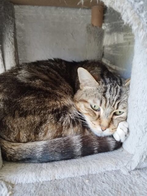 Chat MINOU à l adoption 110 26130 Saint-restitut