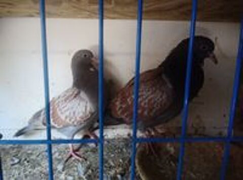   Pigeons cauchois sottobanca  