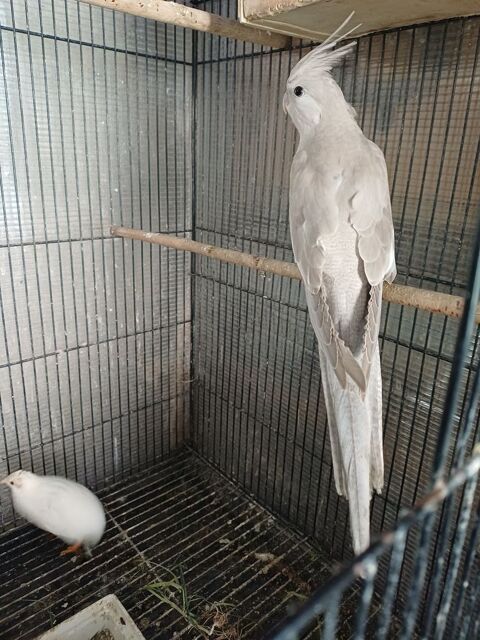 CALOPSITTE ELEGANTE 25 85000 La roche-sur-yon