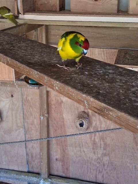 Kakarikis 25 40170 Saint-julien-en-born