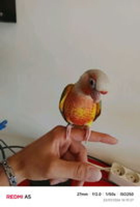   Femelle conure de molinae ananas  
