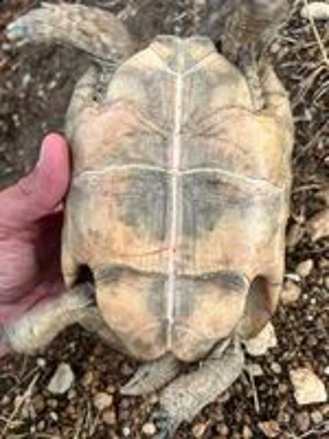   Tortue graeca mâle adulte de 15 ans  