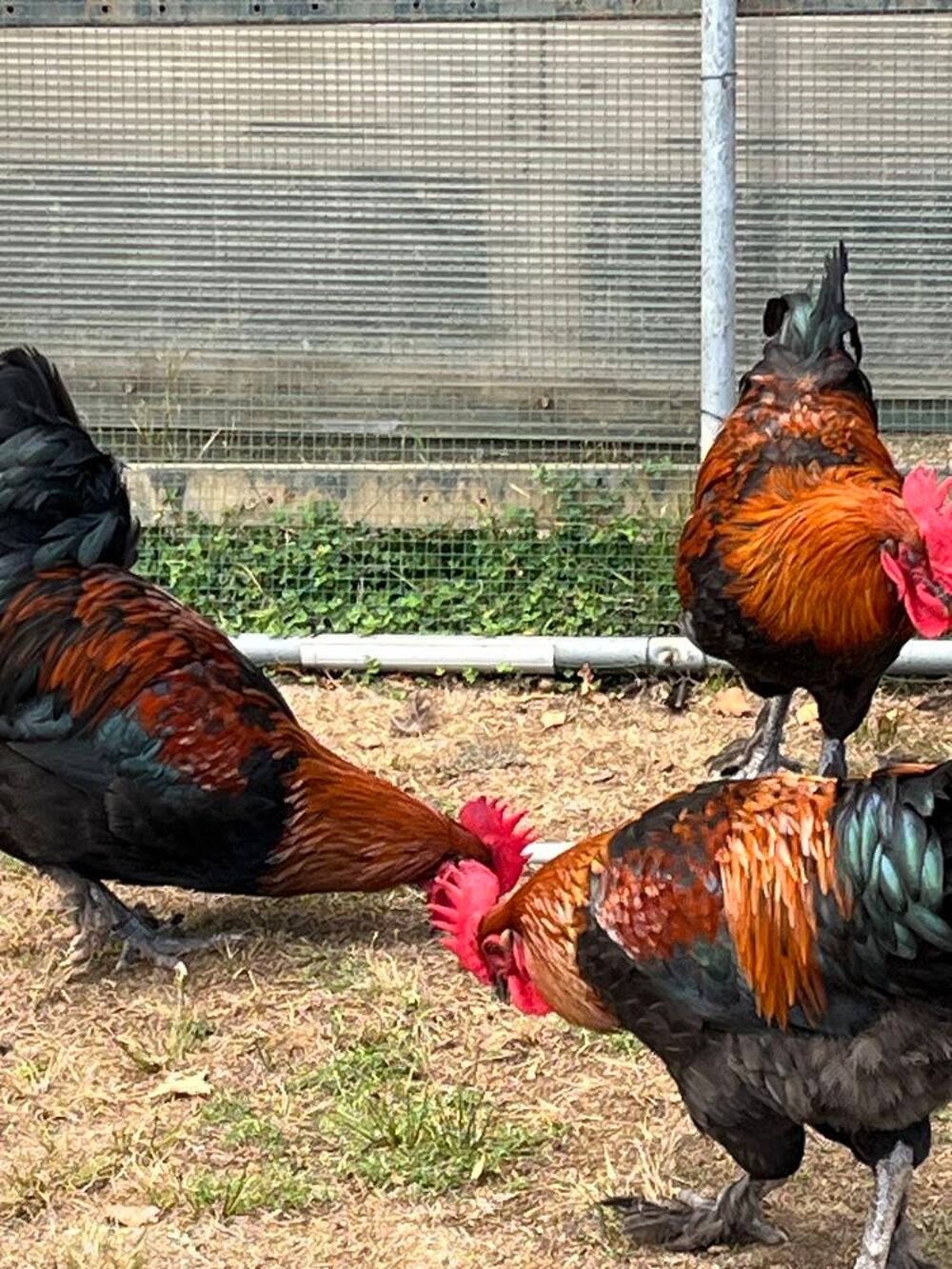   Coq marans noire cuivrée pure race 