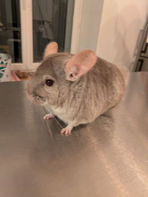 Chinchilla mâles 90 85220 Saint-rvrend