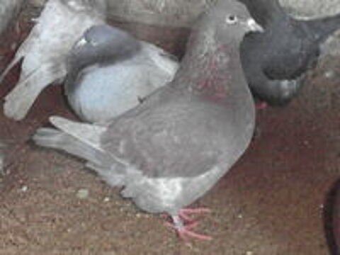   pigeons texan ns en 2024. 