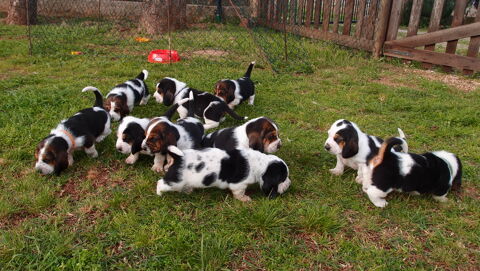 PORTÉE BASSETS HOUND NÉS LE 22 FÉVRIER 2024 1400 83340 Le luc