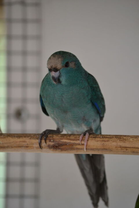 Kakariki front rouge femelle 2025 40 86190 Quinay