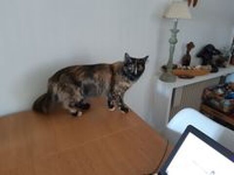   Nala, 1 an et demi, cherche un bon foyer  