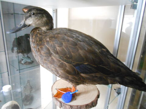 canard noirtre 170 Peri (20)