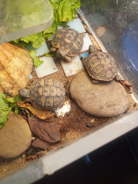 B&eacute;b&eacute;s tortues Hermann 50 30220 Aigues-mortes