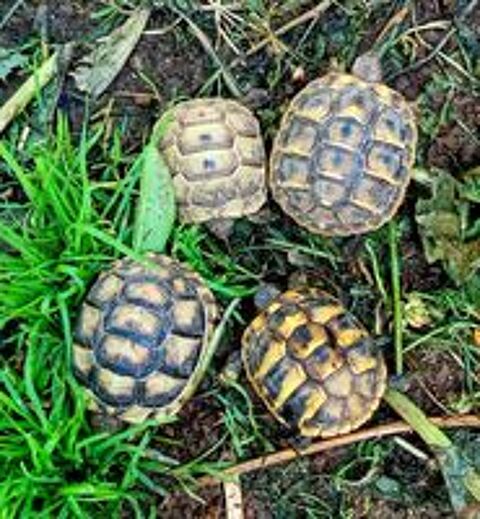   carapace 