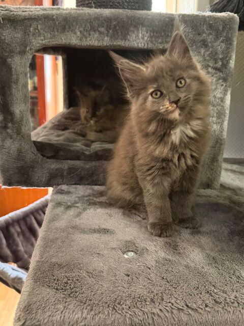 Maine Coon 1500 91180 Saint-germain-lès-arpajon