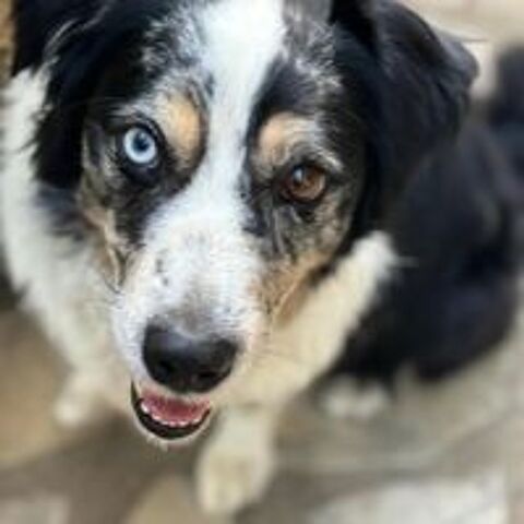   Donne chien contre bons soins 