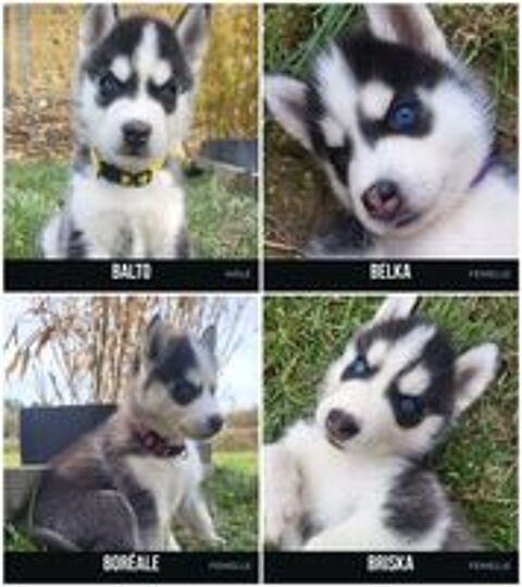   4 chiots Husky de Sibérie LOF, parents visibles sur place 