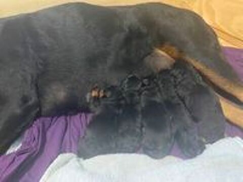   Chiots Rottweiler LOF à réserver  