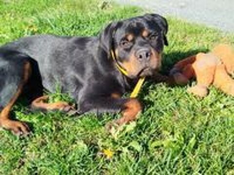   ALI femelle type rottweiler 1 an 