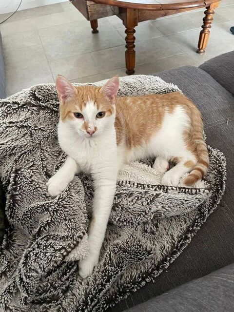 ZEPHYR, joli chat roux et blanc &agrave; adopter via l'association UMA 160 44650 Leg�