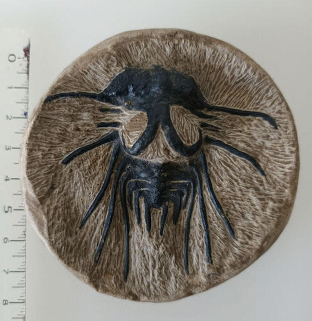 Fossile TRILOBITE sur gangue
