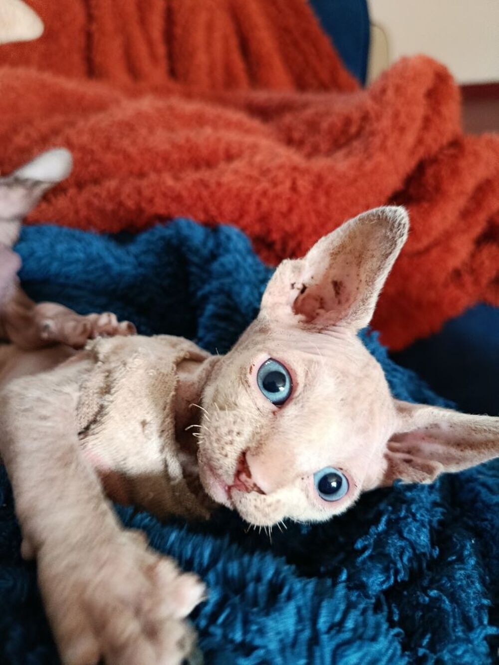   2 Sphynxs mâles magnifiques aux yeux bleus. A réserver !
