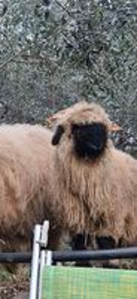   deux moutons nez noir du vallais 