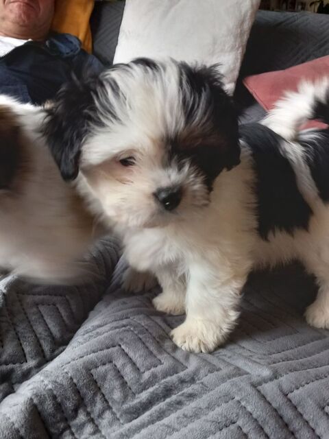 Chiot shih tzu 800 37290 Chambon