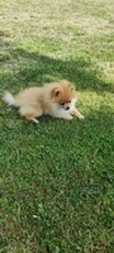   Chiots Spitz Main Poméranien  